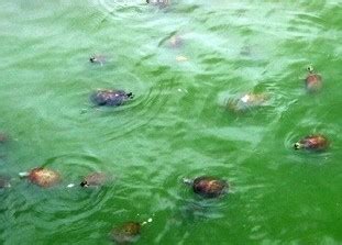 excel回傳欄位值 夢見烏龜在水裡